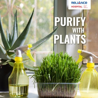 Purify With Plants 